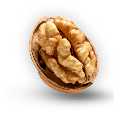 Walnut